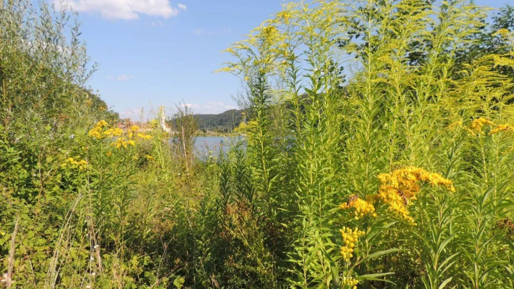 ﻿Orjaška zlata rozga