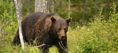 Wild brown bear (Ursus arctos)