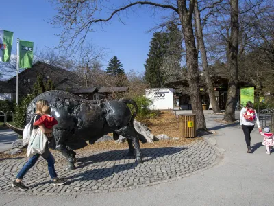 - 1.4.2019 - Živalski vrt ZOO Ljubljana - bronasti bivol ob vhodu kiparja Janeza Boljke, kip - skulptura - Foto: Matjaž Ru&scaron;t