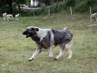 pastirski pes pasme Kraški ovčar (Kraševc) - čuvaj črede -- ovčjereja in kozjereja - ovce - koze - //FOTO: Bojan Velikonja