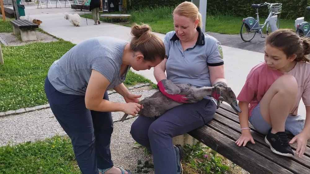 F: Krajinski park Tivoli, Rožnik in Šišenski hrib