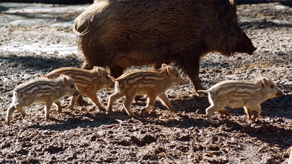 Divja svinja, divji pra&scaron;ič živalski vrt ZOO