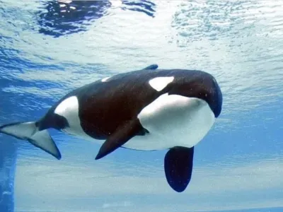 v Kanadi zaključilo 44 letno mučenje orke Kiske. Kisko so leta 1979 izlovili iz narave Islandije kot 3 letno mladičko ter jo leta premeščali iz bazena v bazen, prepotovala je številne države, na koncu pa je poginila zaradi bakterijske infekcije v Marinelandu, Ontario, Kanada.