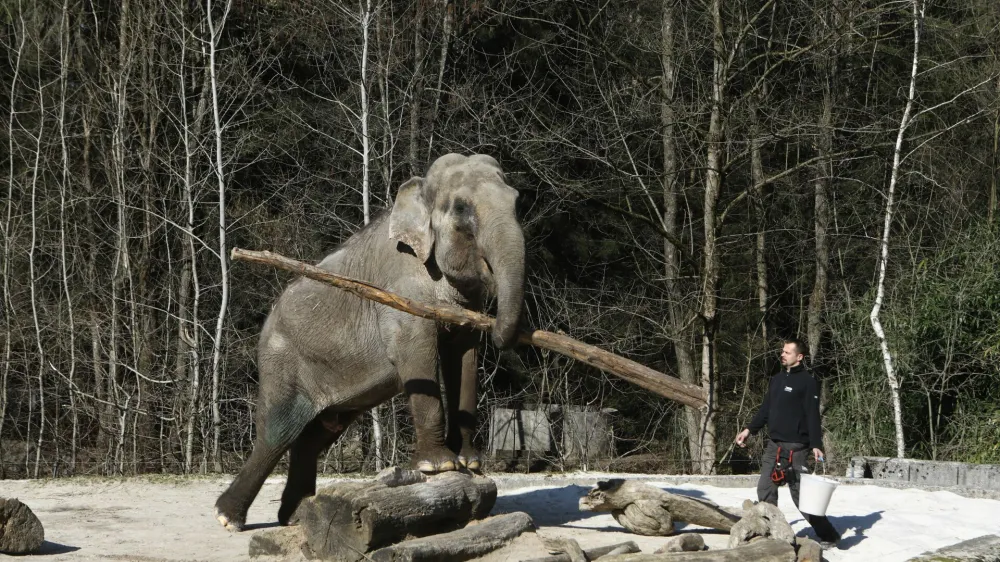  03.03.2022 - ivalski vrt ZOO Ljubljana - Živalski vrt, slonica Ganga<br><br> <br><br>//FOTO: Luka Cjuha.