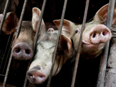 FILE PHOTO: Pigs are seen at a farm outside Hanoi, Vietnam June 28, 2019. Picture taken June 28, 2019. REUTERS/Kham//File Photo
