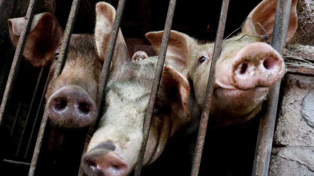 FILE PHOTO: Pigs are seen at a farm outside Hanoi, Vietnam June 28, 2019. Picture taken June 28, 2019. REUTERS/Kham//File Photo