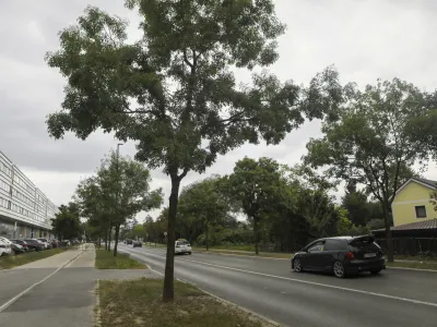 Po besedah nekdanjega ljubljanskega podžupana Janeza Koželja bo morala občina zaradi rekonstrukcije Barjanske ceste poru&scaron;iti vsaj 40 dreves.