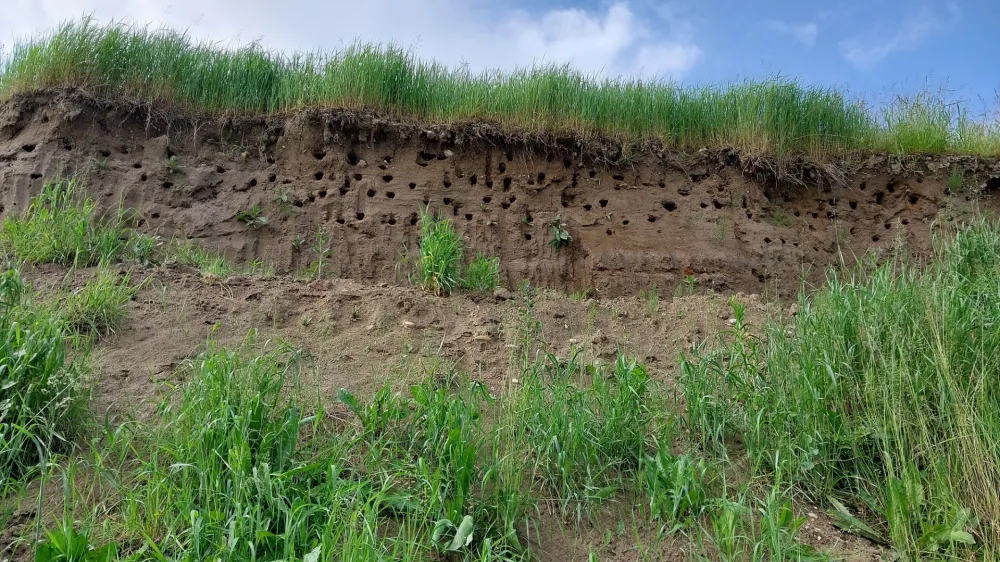 Del gnezdilne kolonije breguljk ob Savi Foto: Matej Gamser