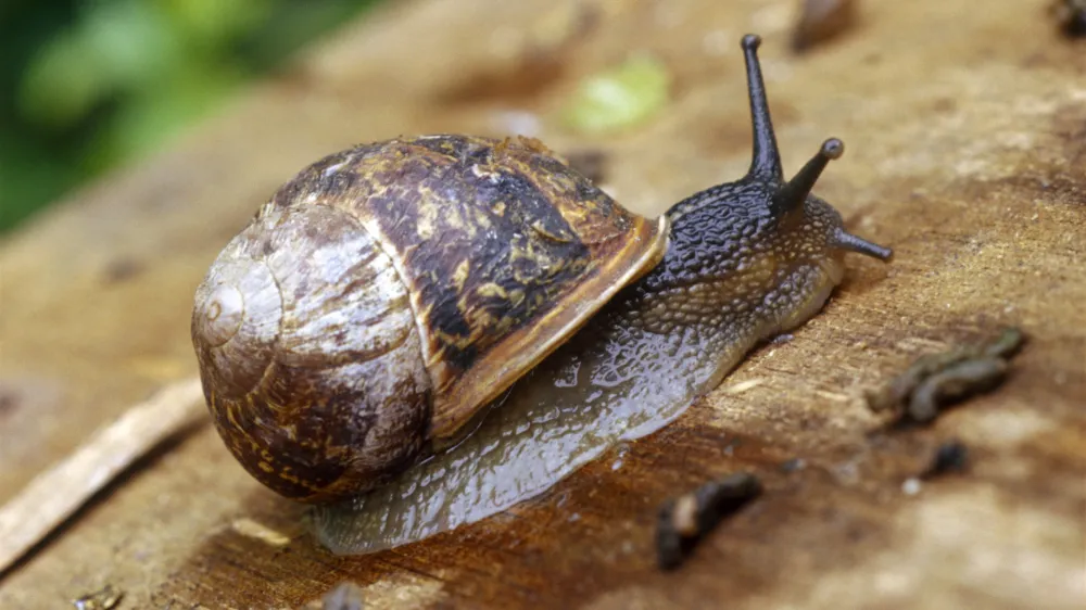 ﻿Polži polći polži<br>