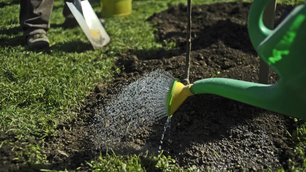 ﻿- Vrtički v Ljubljani 2013 - delo na vrtu - vrtičkarstvo - vrt - spomladanska setev - sajenje dreves - sadovnjak - zalivanje <br><br><br><br><br>//FOTO: Tomaž Zajelšnik