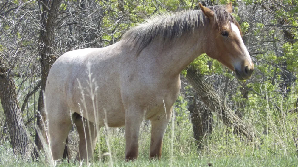 FILE - A wild horse stands near Peaceful Valley Ranch in Theodore Roosevelt National Park near Medora, N.D., on Saturday, May 20, 2023. About 200 horses roam the park's South Unit. The National Park Service has turned to the public to help decide whether the famous wild horses in North Dakota's Theodore Roosevelt National Park should stay or go. The National Park Service launched a 30-day public comment period on Monday, Sept. 25. (AP Photo/Jack Dura, File)