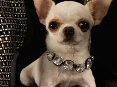 Perl je miniaturna čivava, ki je visoka kot čajna skodelica. F Guinness