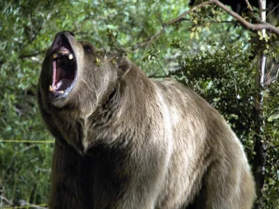 PODIVJANI GRIZLI<br>Bear, ameri&scaron;ka srhljivka, 2010. Igrata Brendan Michael Coughlin