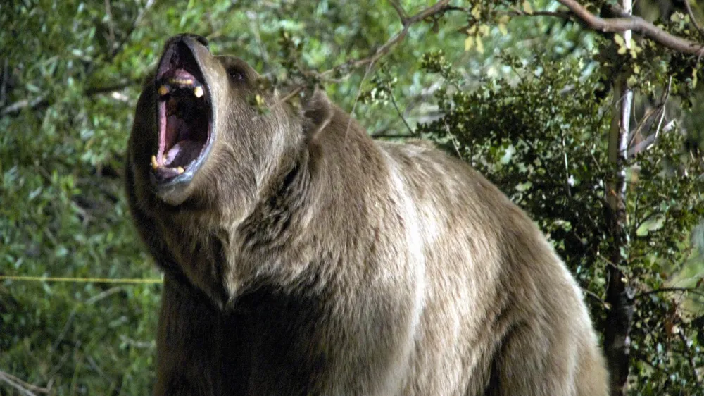 PODIVJANI GRIZLI<br>Bear, ameri&scaron;ka srhljivka, 2010. Igrata Brendan Michael Coughlin