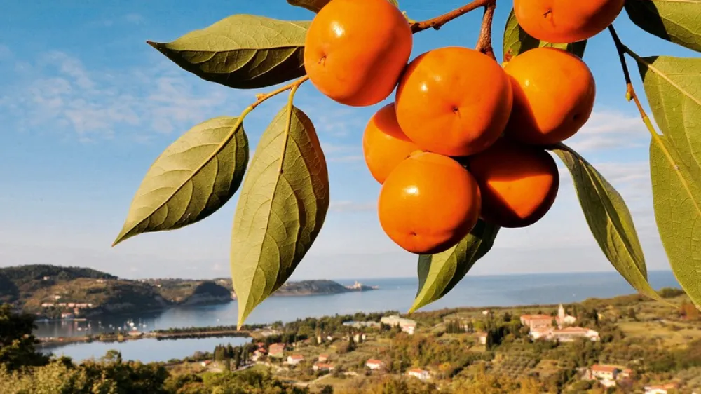Nasad Kakijev v Strunjanu
