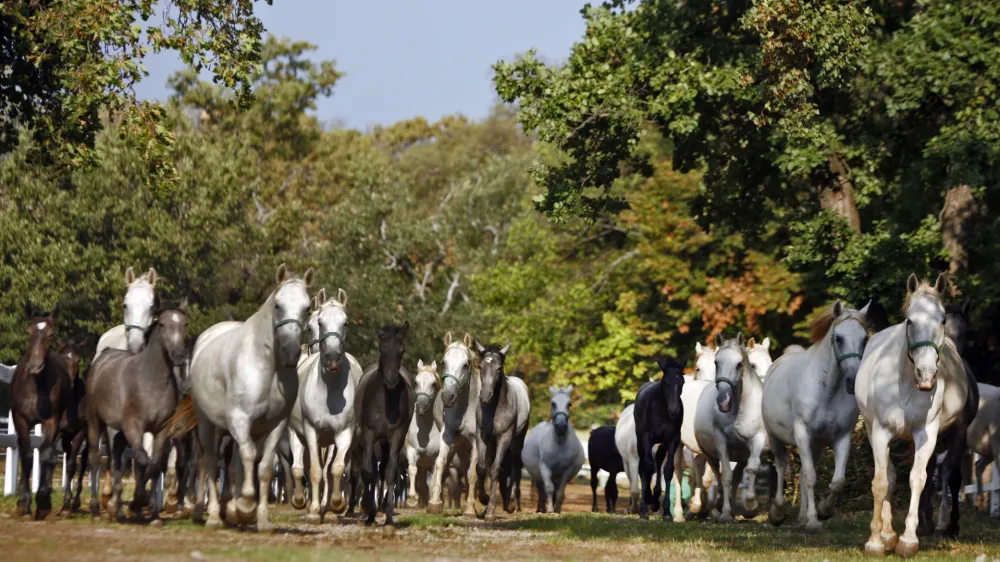- LIPICA 2012 - kobilarna - vzreja svetovno znanih konjev lipicancev, konj - lipicanec - lipicanci//FOTO: Bojan Velikonja