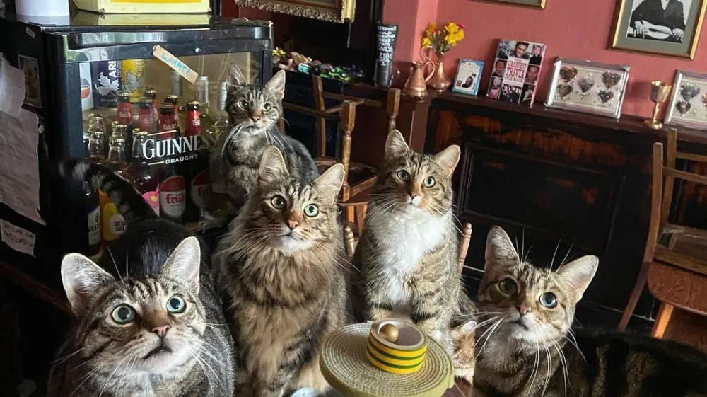 Mačji bar Bag of Nails F Instagram