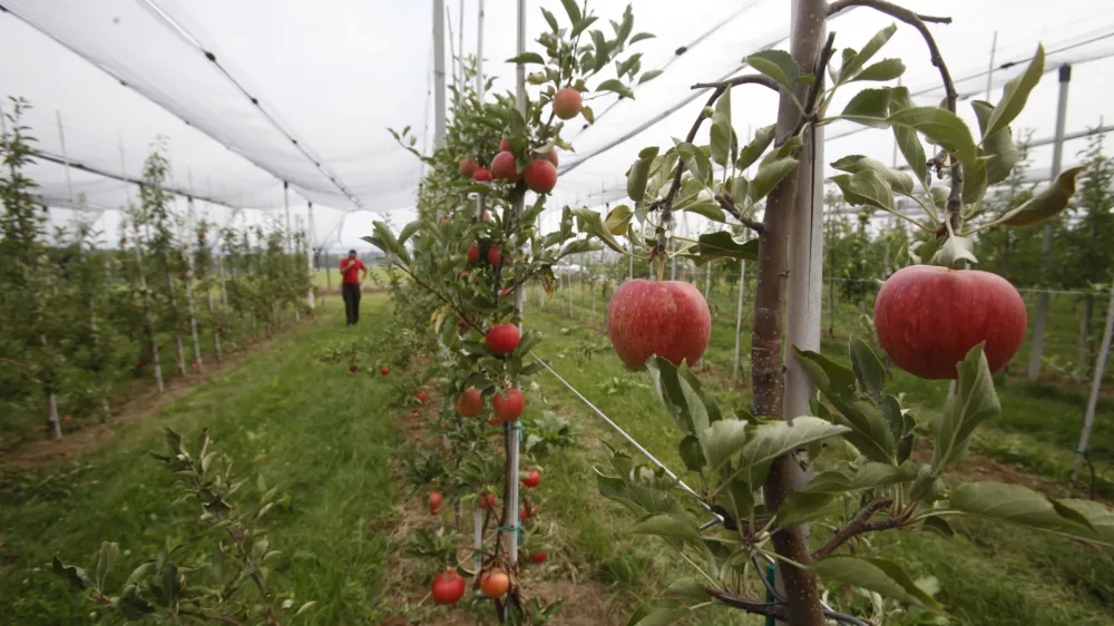 - Fakulteta za&nbsp;kmetijstvo in&nbsp;biosistemske&nbsp;vede v Mariboru, kmetijsko zemlji&scaron;če - polje - jabolka - sadovnjak //FOTO: Luka Cjuha