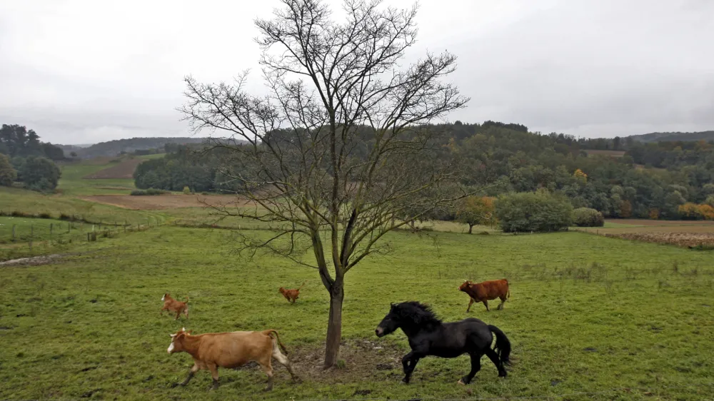 ﻿- Prekmurje 2013 - pašnik - živinoreja - kmetijstvo - konj - živina - krave //FOTO: Tomaž Skale