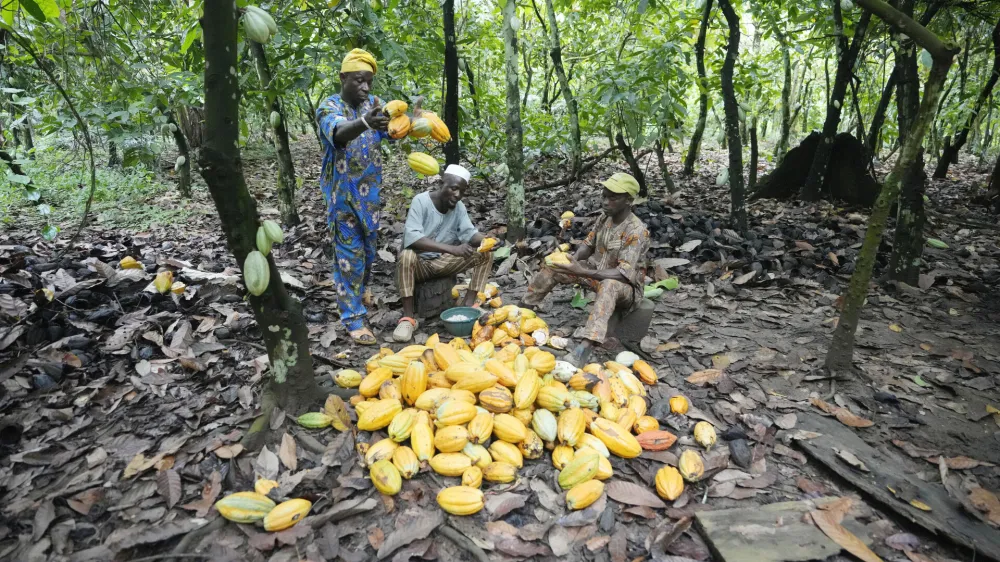 Farmers break cocoa pods inside the conservation zone of the Omo Forest Reserve in Nigeria, Monday, Oct. 23, 2023. Farmers, buyers and others say cocoa heads from deforested areas of the protected reserve to companies that supply some of the world's biggest chocolate makers. (AP Photo/Sunday Alamba)