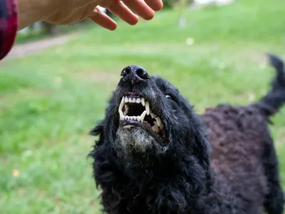 Do 22. decembra lani so na UVHVVR prejeli 403 prijave napadov psov, kar je povprečje zadnjih nekaj let. Psu podelijo status nevarnega, ko pes ugrizne prvič. 