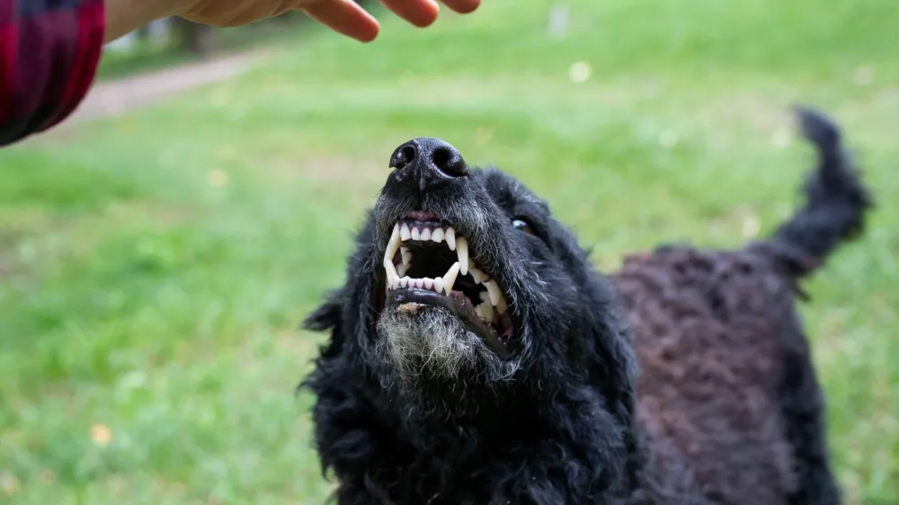 Do 22. decembra lani so na UVHVVR prejeli 403 prijave napadov psov, kar je povprečje zadnjih nekaj let. Psu podelijo status nevarnega, ko pes ugrizne prvič. 
