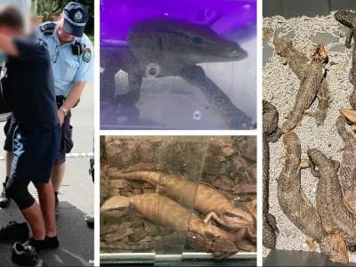 Avstralska policija je razbila kriminalno združbo, ki je nameravala iz Avstralije v Hongkong nezakonito izvoziti več kot 250 avtohtonih kuščarjev in kač. 