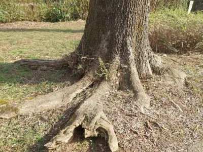 Drevo Melikova ulica