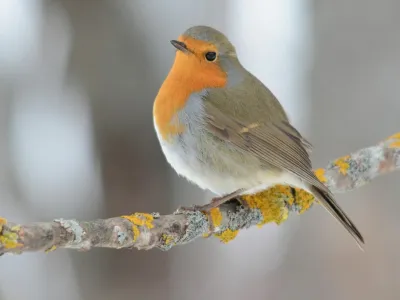 ptič Ta&scaron;čica