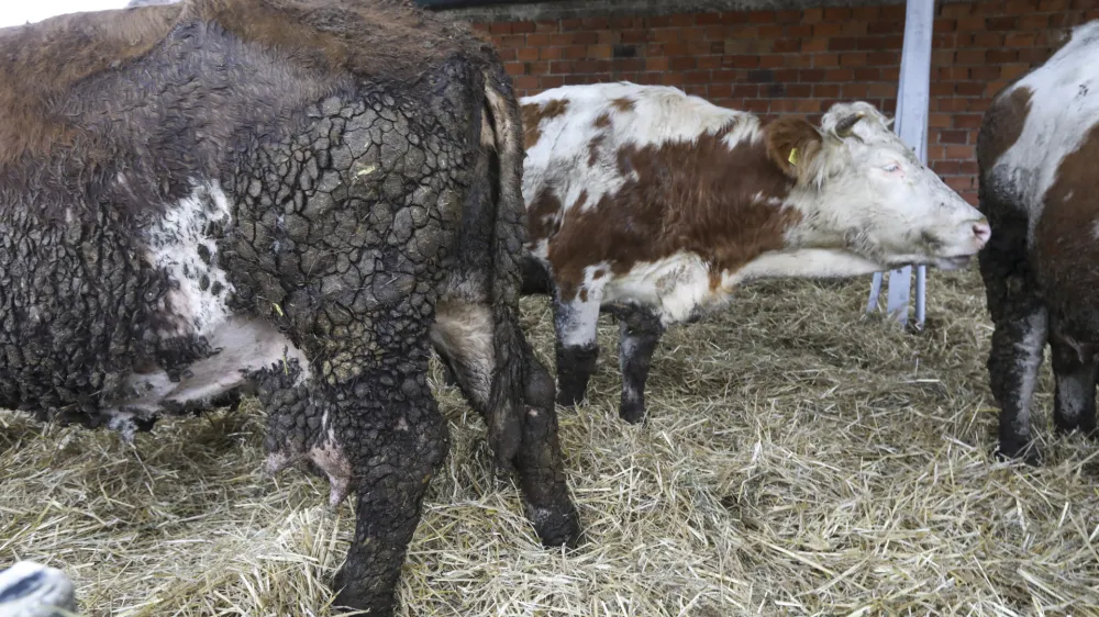- 18.01.2024 &ndash; Kmetija Možgan, Veni&scaron;e 16, Leskovec pri Kr&scaron;kem &ndash; vrnitev odvzete govedi, ki mu jih je 14. novembra lani zaradi zanemarjanja trajno odvzela veterinarska in&scaron;pektorica  //FOTO: Luka Cjuha