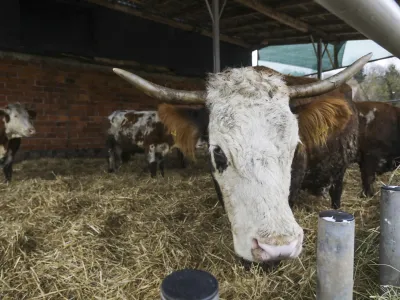 - 18.01.2024 &ndash; Kmetija Možgan, Veni&scaron;e 16, Leskovec pri Kr&scaron;kem &ndash; vrnitev odvzete govedi, ki mu jih je 14. novembra lani zaradi zanemarjanja trajno odvzela veterinarska in&scaron;pektorica  //FOTO: Luka Cjuha