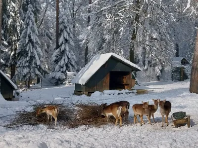 Z odlomljenimi vejami so postregli tudi damjakom, ki so bili s svežim obrokom vidno zadovoljni. Foto: Vesna Levičnik