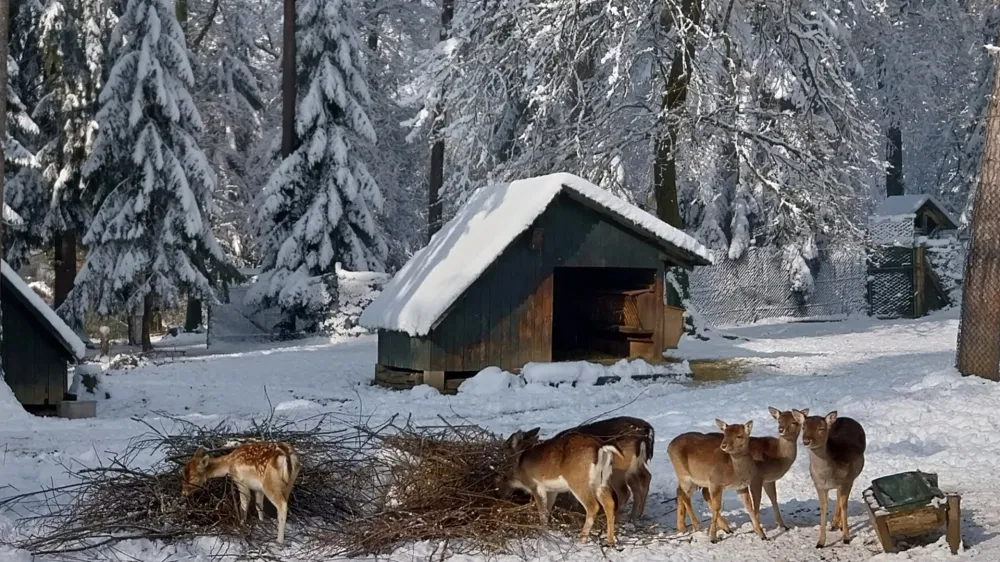 Z odlomljenimi vejami so postregli tudi damjakom, ki so bili s svežim obrokom vidno zadovoljni. Foto: Vesna Levičnik