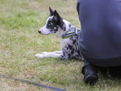 pes- 18.05.2016 - Biotehni&scaron;ki izobraževalni center (BIC) - &Scaron;olska veterinarska ambulanta,  dogodek Družinski dan s hi&scaron;nimi ljubljenci - hi&scaron;ne male živali -      //FOTO: Bojan Velikonja