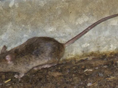 ﻿Med glodavci se je hišna miš najbolj prilagodila na življenje med ljudmi. Te majhne, vitke, sive živali, ki navadno tehtajo okoli 25 g, najdemo skoraj povsod. <br><br>Imajo lepe brčice<br>Miši so izjemno plahe in se naglo skrijejo ob vsaki nevarnosti. So odlične športnice: dobre plezalke, skakalke v višino in plavalke, imajo pa tudi dobro razvita čutila za voh, sluh in predvsem za dotik. Pri tem jim pomagajo dolge brčice. Ker zelo slabo vidijo (le v sivih odtenkih in ne dlje kot 10 cm), se med gibanjem zanašajo predvsem na dotik. Tako se rade gibljejo v ozkih prehodih oziroma tam, kjer se med gibanjem lahko dotikajo predmetov. Kako dobro zaznajo svet okoli sebe, je odvisno predvsem od ohranjenosti njihovih brčic, najpogosteje ima edini v tropu nepoškodovane brčice mišji samec, ki prevzame glavno vlogo. <br><br>Miši so prava tovarna potomcev<br>Parijo se tudi štiri- do šestkrat letno in se tako zelo hitro razmnožujejo. V idealnih pogojih je mogoče, da en par miši dobi več kot 2.000 potomcev v enem samem letu, vsak od njih pa v povprečju preživi eno do dve leti.<br><br>Čeprav so miši praktično sorodnice podgan, pa se le-teh bojijo. Podgane so namreč znane po tem, da pogosto pobijajo miši in jih (delno) tudi pojedo.<br><br>Vsejedke … <br>Miške pri izbiri hrane niso izbirčne. Jedo skorajda vse, najraje pa imajo riž, proso, lešnike, arašide in suho sadje, nekoliko manj pa so navdušene nad sojo in lečo. Jedo tudi meso in mlečne izdelke. Da so se nepovabljeni gosti lotili naše hrane, opazimo pogosto šele takrat, ko najdemo njihove odpadke, iztrebke in ostanke gnezda. Zanesljiv znak o njihovi prisotnosti so tudi obgrizeni kosi hrane, ki jo shranjujemo na policah. <br><br>Nevarne prenašalke bolezni<br>Zbolimo lahko za različnimi nalezljivimi boleznimi, od tistih, ki pri človeku povzročajo črevesne težave, pa vse do resnih zdravstvenih težav, ki so lahko tudi usodne. Najbolj nevarni sta mišja mrzlica in steklina.<br><br>Kako se učinkovito zaščitimo?<br>Hrano vedno zavarujemo tako, da je miši ne morejo okužiti s svojimi izločki. Redno tudi odstranjujemo organske odpadke. Pri čiščenju prostorov uporabimo detergente in rokavice ter si po delu temeljito umijemo roke z milom. <br>Za odstranitev glodavcev in našega domovanja uporabimo rodenticide, ki jih razporedimo ob stenah prostora, kjer se gibljejo glodavci. Sredstva imajo primešano grenčilo (grenko snov), ki preprečuje, da bi jih pomotoma zaužil človek (predvsem otroci) in domače živali. Zanesljivo učinkoviti so proizvodi Ratimor vabe proti mišim in podganam.<br>Strokovnjak agronom Kluba Gaia svetuje: Ratimor vabe za glodavce so 100 % učinkovite že pri prvem hranjenju. Učinek delovanja pa je viden po parih dneh. Zaradi svoje sočne in okusne sestave so te vabe glodavcem zelo vabljive in se k njim vračajo kljub ostali hrani (če je na razpolago). V kolikor vabe zelo hitro zginevajo in so kljub večkratnem nastavljanju še vedno obgrižene oz pojedene, je to zelo očiten znak, da so se glodavci v našem domovanju že zelo razmnožili.