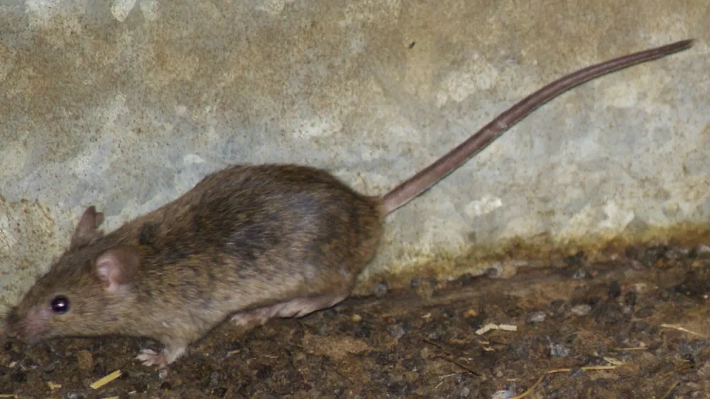 ﻿Med glodavci se je hišna miš najbolj prilagodila na življenje med ljudmi. Te majhne, vitke, sive živali, ki navadno tehtajo okoli 25 g, najdemo skoraj povsod. <br><br>Imajo lepe brčice<br>Miši so izjemno plahe in se naglo skrijejo ob vsaki nevarnosti. So odlične športnice: dobre plezalke, skakalke v višino in plavalke, imajo pa tudi dobro razvita čutila za voh, sluh in predvsem za dotik. Pri tem jim pomagajo dolge brčice. Ker zelo slabo vidijo (le v sivih odtenkih in ne dlje kot 10 cm), se med gibanjem zanašajo predvsem na dotik. Tako se rade gibljejo v ozkih prehodih oziroma tam, kjer se med gibanjem lahko dotikajo predmetov. Kako dobro zaznajo svet okoli sebe, je odvisno predvsem od ohranjenosti njihovih brčic, najpogosteje ima edini v tropu nepoškodovane brčice mišji samec, ki prevzame glavno vlogo. <br><br>Miši so prava tovarna potomcev<br>Parijo se tudi štiri- do šestkrat letno in se tako zelo hitro razmnožujejo. V idealnih pogojih je mogoče, da en par miši dobi več kot 2.000 potomcev v enem samem letu, vsak od njih pa v povprečju preživi eno do dve leti.<br><br>Čeprav so miši praktično sorodnice podgan, pa se le-teh bojijo. Podgane so namreč znane po tem, da pogosto pobijajo miši in jih (delno) tudi pojedo.<br><br>Vsejedke … <br>Miške pri izbiri hrane niso izbirčne. Jedo skorajda vse, najraje pa imajo riž, proso, lešnike, arašide in suho sadje, nekoliko manj pa so navdušene nad sojo in lečo. Jedo tudi meso in mlečne izdelke. Da so se nepovabljeni gosti lotili naše hrane, opazimo pogosto šele takrat, ko najdemo njihove odpadke, iztrebke in ostanke gnezda. Zanesljiv znak o njihovi prisotnosti so tudi obgrizeni kosi hrane, ki jo shranjujemo na policah. <br><br>Nevarne prenašalke bolezni<br>Zbolimo lahko za različnimi nalezljivimi boleznimi, od tistih, ki pri človeku povzročajo črevesne težave, pa vse do resnih zdravstvenih težav, ki so lahko tudi usodne. Najbolj nevarni sta mišja mrzlica in steklina.<br><br>Kako se učinkovito zaščitimo?<br>Hrano vedno zavarujemo tako, da je miši ne morejo okužiti s svojimi izločki. Redno tudi odstranjujemo organske odpadke. Pri čiščenju prostorov uporabimo detergente in rokavice ter si po delu temeljito umijemo roke z milom. <br>Za odstranitev glodavcev in našega domovanja uporabimo rodenticide, ki jih razporedimo ob stenah prostora, kjer se gibljejo glodavci. Sredstva imajo primešano grenčilo (grenko snov), ki preprečuje, da bi jih pomotoma zaužil človek (predvsem otroci) in domače živali. Zanesljivo učinkoviti so proizvodi Ratimor vabe proti mišim in podganam.<br>Strokovnjak agronom Kluba Gaia svetuje: Ratimor vabe za glodavce so 100 % učinkovite že pri prvem hranjenju. Učinek delovanja pa je viden po parih dneh. Zaradi svoje sočne in okusne sestave so te vabe glodavcem zelo vabljive in se k njim vračajo kljub ostali hrani (če je na razpolago). V kolikor vabe zelo hitro zginevajo in so kljub večkratnem nastavljanju še vedno obgrižene oz pojedene, je to zelo očiten znak, da so se glodavci v našem domovanju že zelo razmnožili.