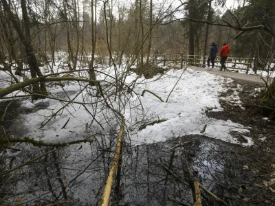 Med največjimi mokrišči v Krajinskem parku Tivoli, Rožnik in Šišenski hrib, če odštejemo približno 40 ekstenzivnih travnikov, so Koseški bajer in Tivolski ribnik ter naravna rezervata Mostec in Mali Rožnik oziroma Rakovniško barje. 