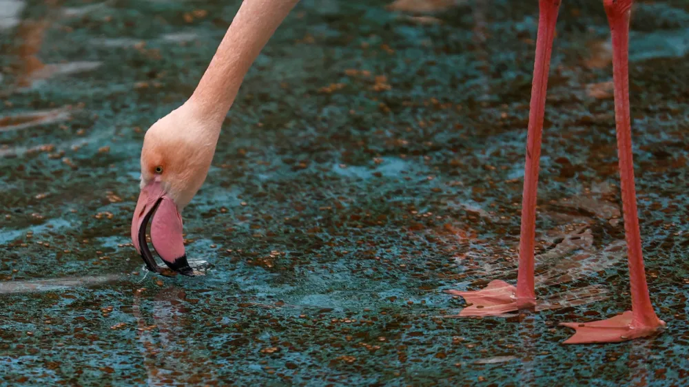 A flamingo eats feed, donated by the Berlin Zoo, amid Russia's attack on Ukraine, at a compound of Kyiv's Zoo in Kyiv, Ukraine February 9, 2024. REUTERS/Valentyn Ogirenko
