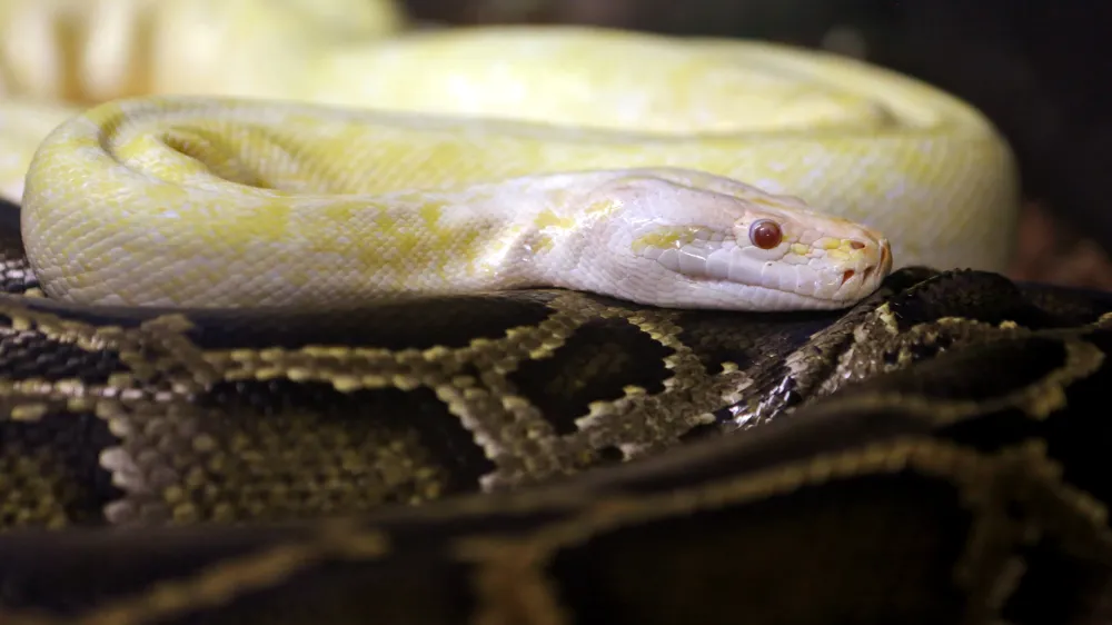 ﻿kača - piton- 02.09.2014 - Šetjernej - pri ljubitelju eksotičnih živali Alešu Abramu - eksotične živali - kače - //FOTO: Bojan Velikonja