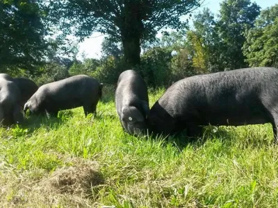 Črna slavonska svinja