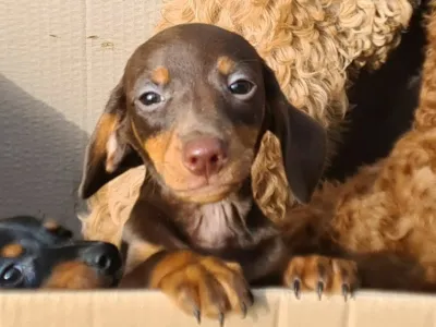 V prtljažniku kombija so v škatlah našli enajst pasjih mladičev. Bili so brez hrane in vode. 