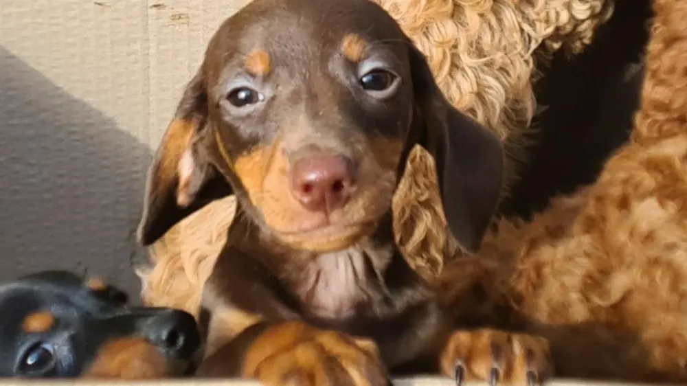 V prtljažniku kombija so v škatlah našli enajst pasjih mladičev. Bili so brez hrane in vode. 