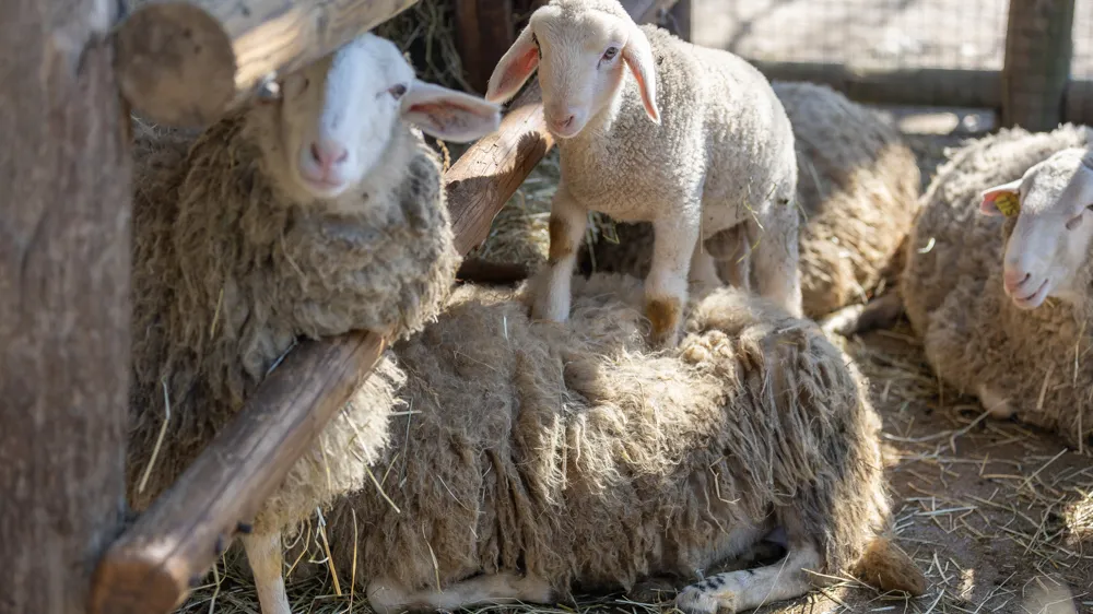 prihodi živali 2024 F ZOO Ljubljana