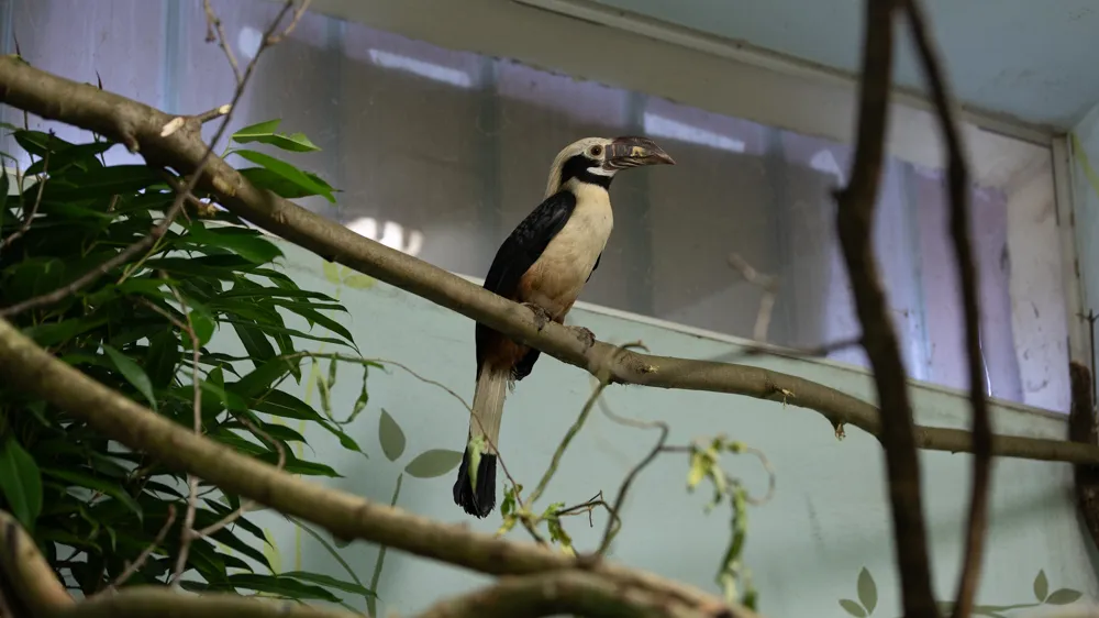 filipinski kljunorožec