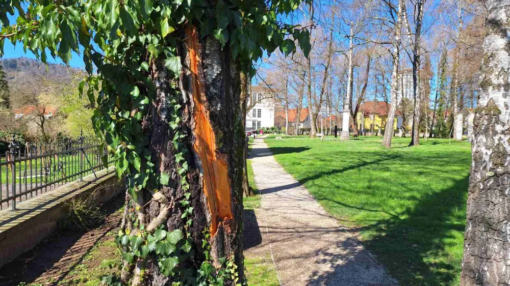 Kranj, Presernov gaj.<br>Posledice udara strele po neurju.<br>Foto: Mestna obcina Kranj