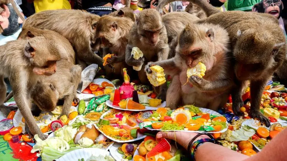 Monkeys eat fruits during the annual Monkey Festival in Lopburi province, Thailand. REUTERS/Juarawee Kittisilpa