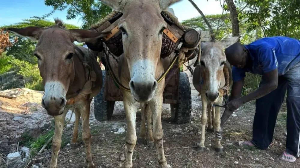 Milijon oslov pobijejo za lepotni industriucjo