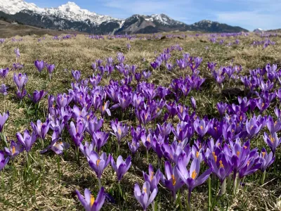 Osupljiva kulisa vijoličnih žafranov je minuli konec tedna na Veliko planino privabila rekordno število obiskovalcev.