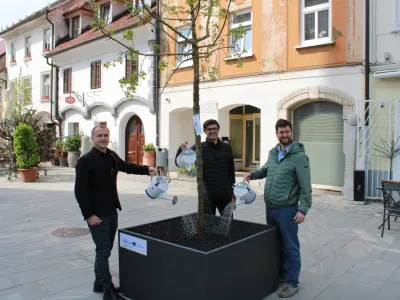 Direktor zavoda za turizem Klemen Malovrh, kranjski župan Matjaž Rakovec in predsednik Krajevne skupnosti Center Anže Šinkovec so simbolno zalili na novo postavljena drevesa. Foto: Roman Repnik<br>