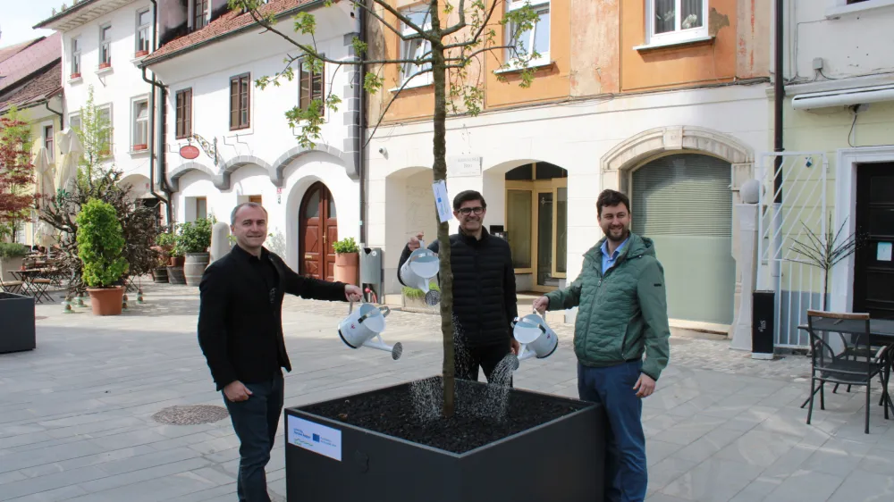Direktor zavoda za turizem Klemen Malovrh, kranjski župan Matjaž Rakovec in predsednik Krajevne skupnosti Center Anže Šinkovec so simbolno zalili na novo postavljena drevesa. Foto: Roman Repnik<br>